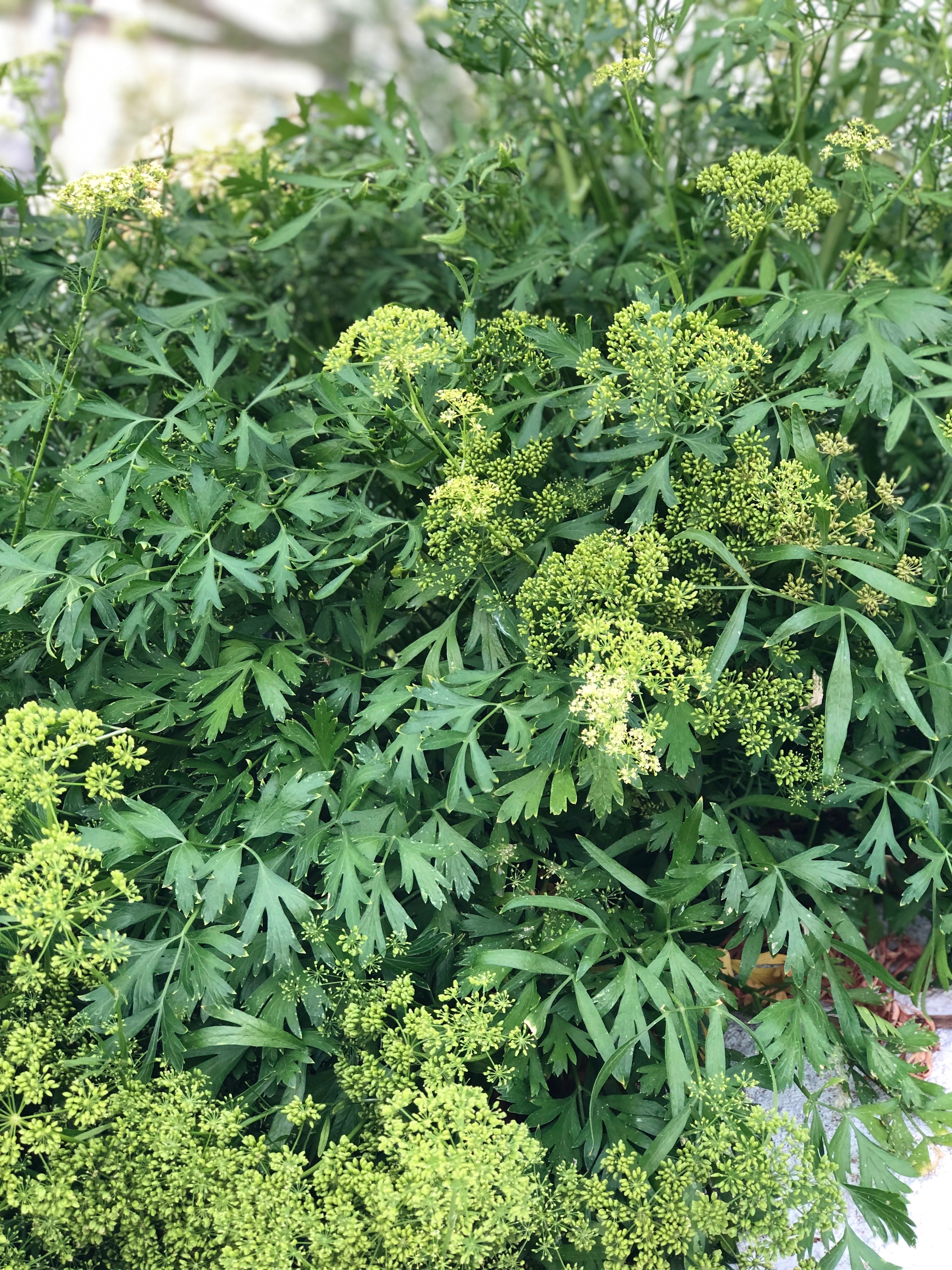 Creeping Thyme Nostimo Restaurant